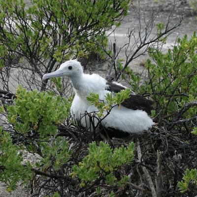 Fledgling Frigate