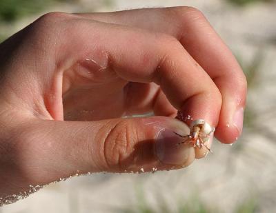 Baby hermit crab