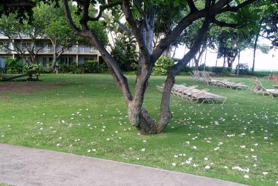 Flower droppings Hawaii 04