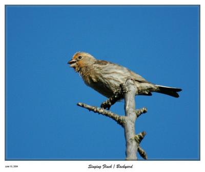 Singing Bird from the backyard