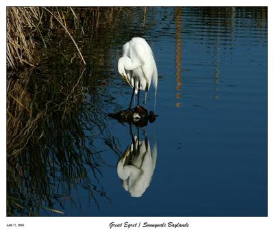 Great White Egret looking in the Early Morning Mirror