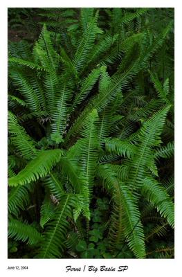 Fresh Ferns