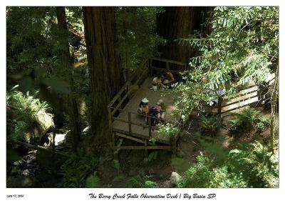 Above the Observation deck to Berry Creek Falls