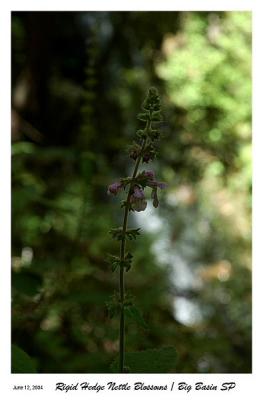 Rigid Hedge Nettle