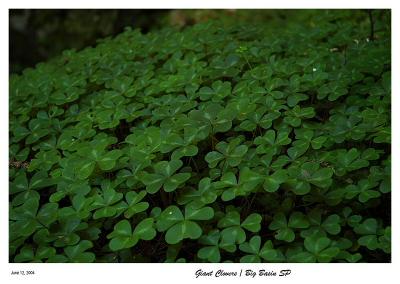 Giant Clovers