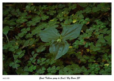 Trillium going to seed