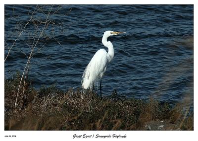 Great Egret at the Sunnyvale Baylands