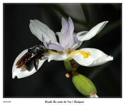 Giant Bumble Bee visits the African Iris