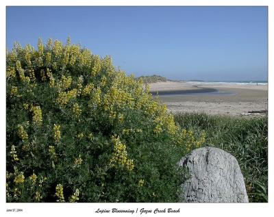 Yellow Lupine blossoming at the Beach