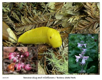 Banana Slug and some Wildflowers
