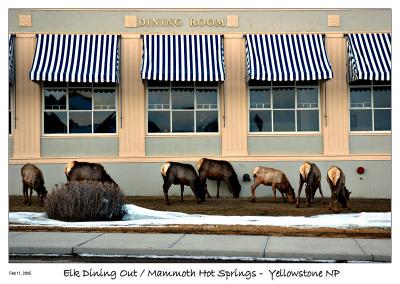 Elk Dining Out