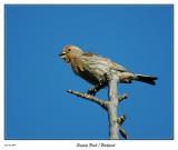 Singing Bird from the backyard