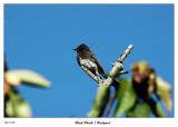 Black Phoebe visits the yard
