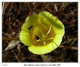 Yellow Mariposa Lily and Friends