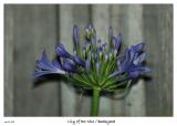Lily of the Nile