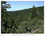 View from the Butano Fire Road