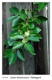 Still Green Persimmons