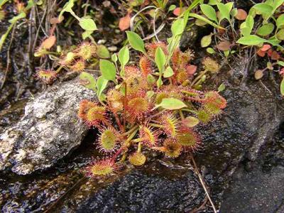 Drosera rotundifolia (Sundew)
MP 423.5 N