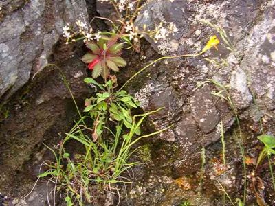 Saxifraga michauxii, Krigia montana (Dwarf Dandelion)
MP 423.5 N