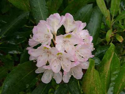 Rhododendron maximum
MP 347.8 N
