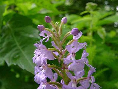 Habenaria fimbriata (Purple Fringed Orchid)
MP 360.4 N