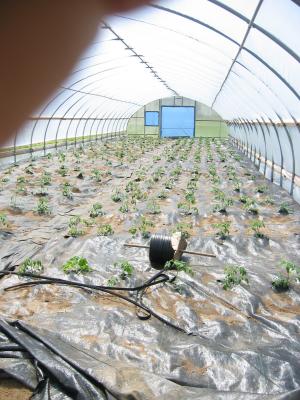 New Greenhouse Startup