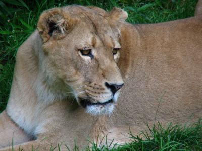 Lioness (DC zoo)