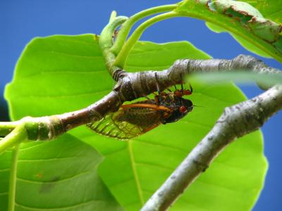 17-year Cicada (2004)