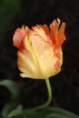 Yellow Tulip