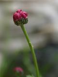 Pond Plant