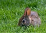 Wild Backyard Bunny