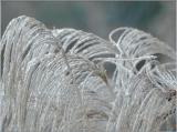 Icy Maiden Grass