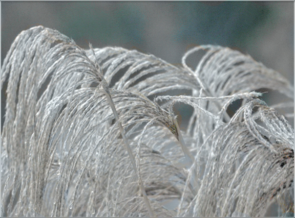 Icy Maiden Grass