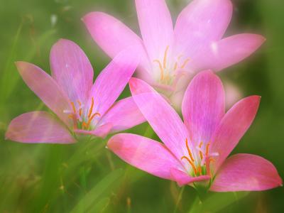 Unknown tropical flower