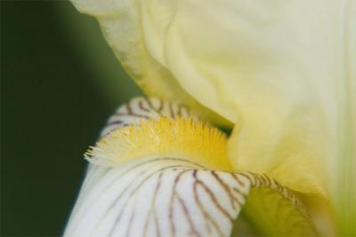 Yellow iris