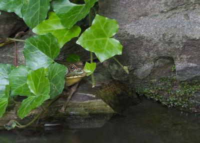 Mr. Frog in hiding
