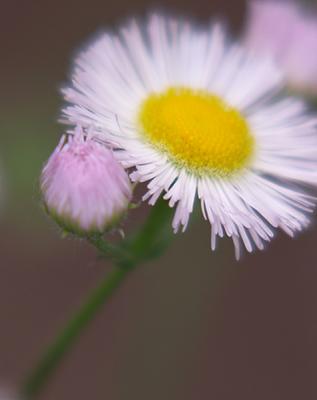 Fleabane Daisy