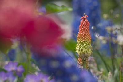 In the garden