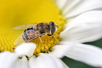 Hoverfly on a daisy