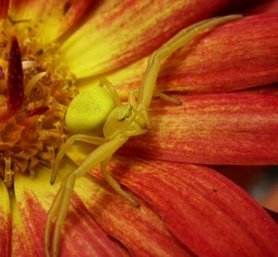 Crab spider 0978R