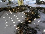 Sun Spots On Sand And Seaweed