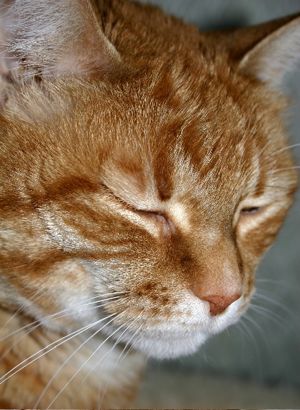 Camera-Shy