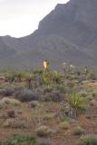 Yucca brevifolia after lightning storm.JPG