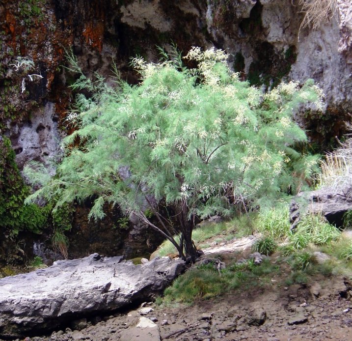Black Canyon