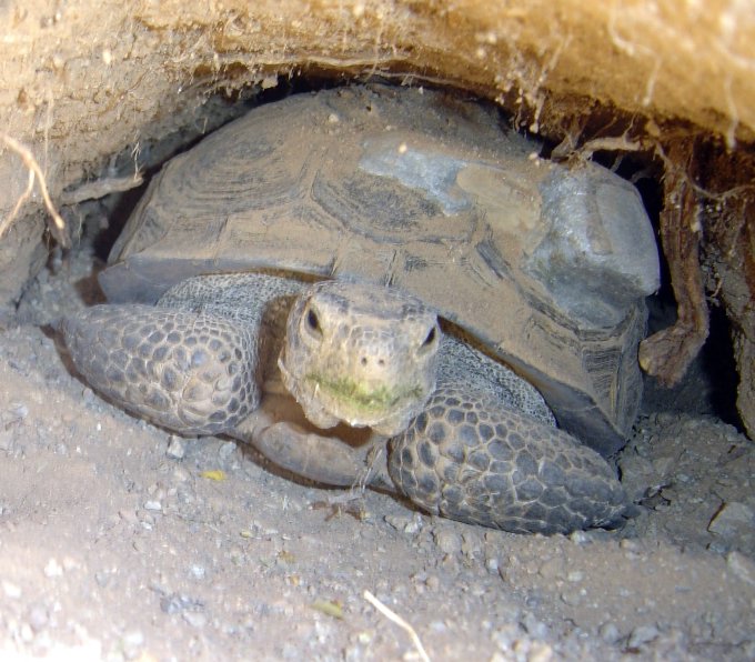 Tortle Hunting