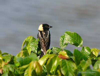 u47/canon_300d/medium/30808071.DR630040217Bobolink1.jpg