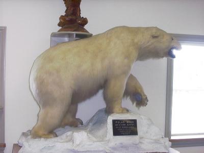 Polar bear at Anchorage Harley shop