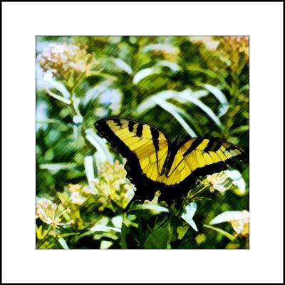 Swallowtail