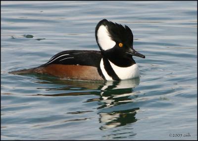 Hooded Merganser drake 2921.jpg