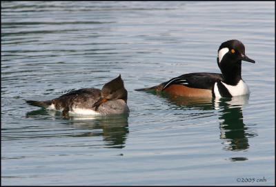 Hooded Merganser pair 2960.jpg